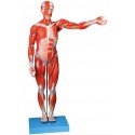 MALE MUSCLE FIGURE 2 PARTS (HARD)